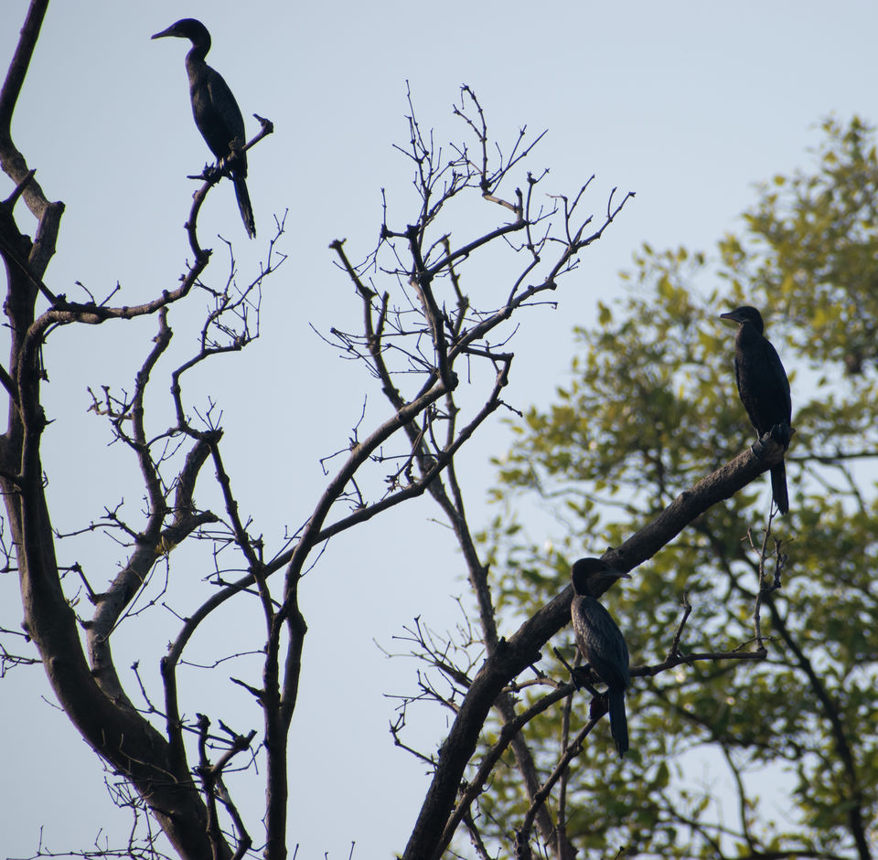 Photo of Mangrove wonderland hidden at heart of Goa by Sautrip Paul