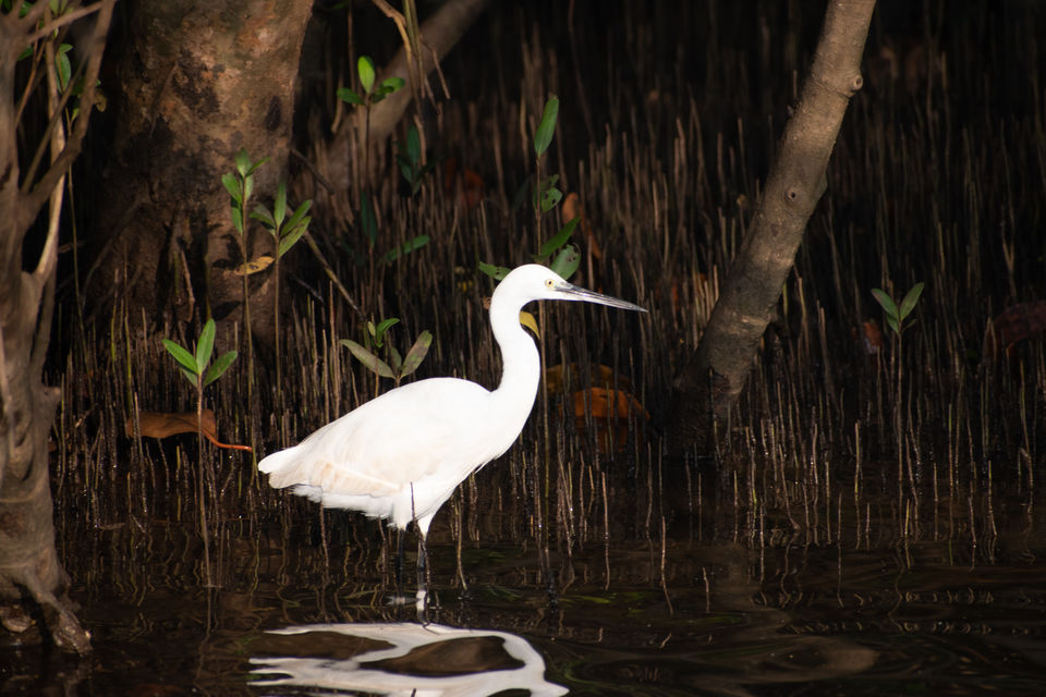Photo of Mangrove wonderland hidden at heart of Goa by Sautrip Paul