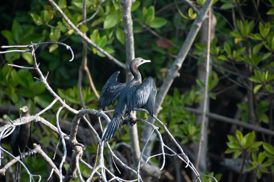 Photo of Mangrove wonderland hidden at heart of Goa by Sautrip Paul