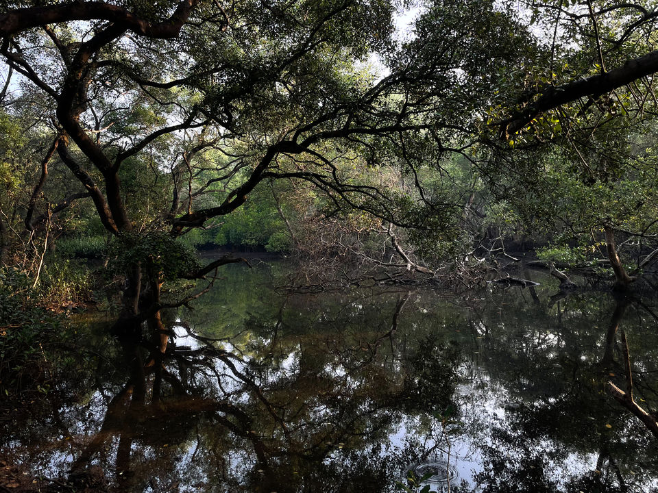 Photo of Mangrove wonderland hidden at heart of Goa by Sautrip Paul