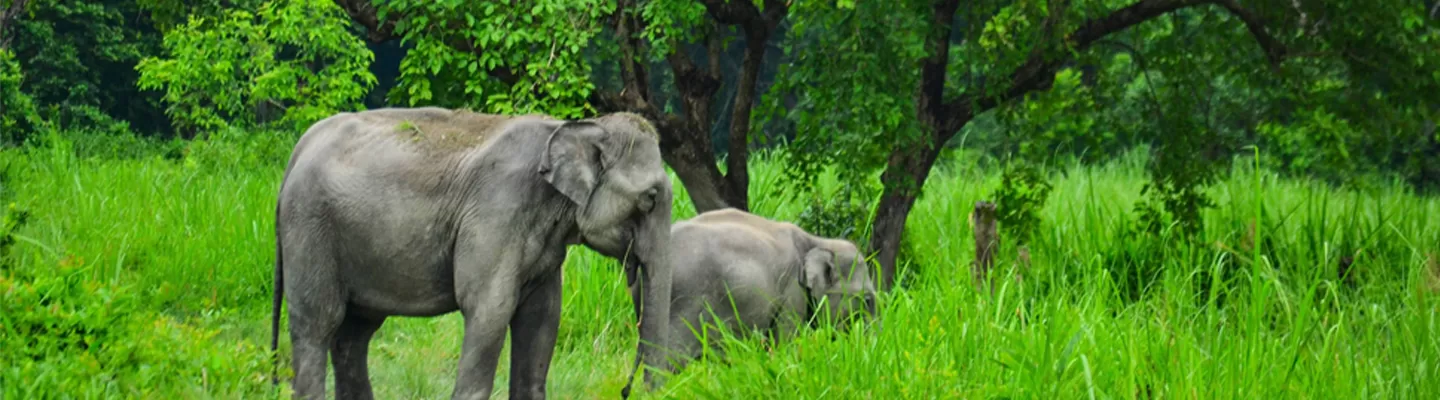 Cover of Wildlife Tourism