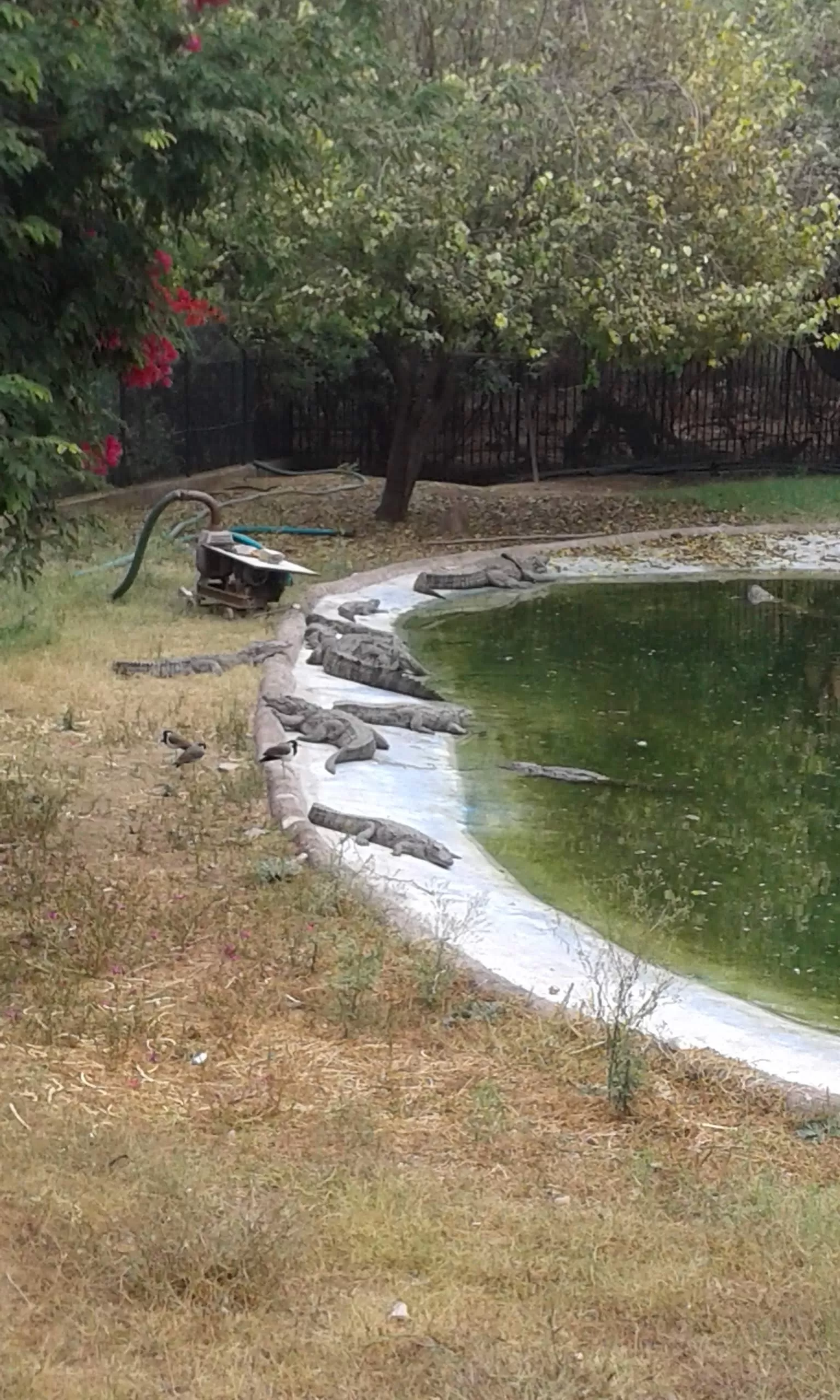 Photo of jaipur zoo, jaipur