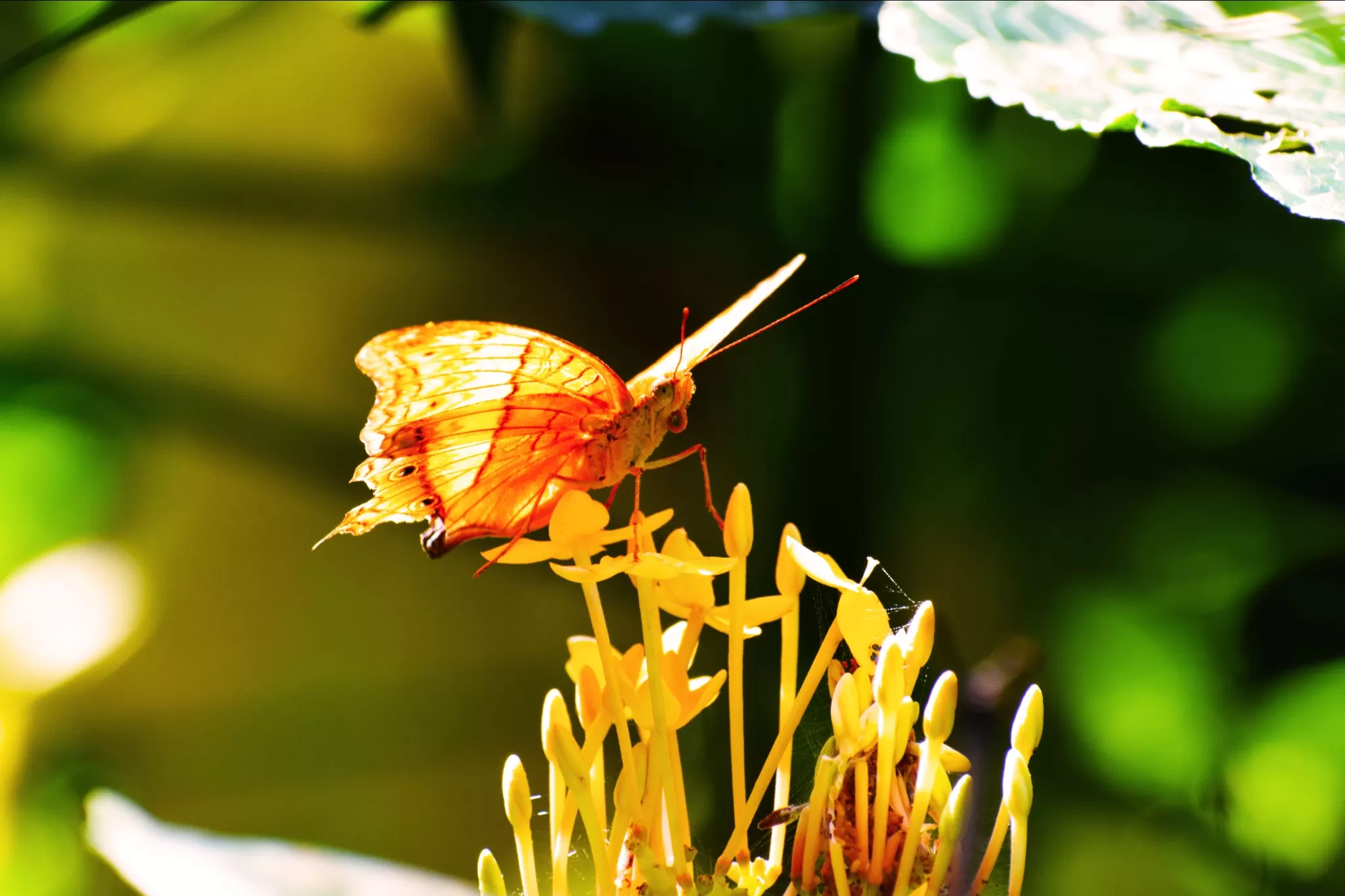 Photo of Kuala Lumpur Butterfly Park, Malaysia
