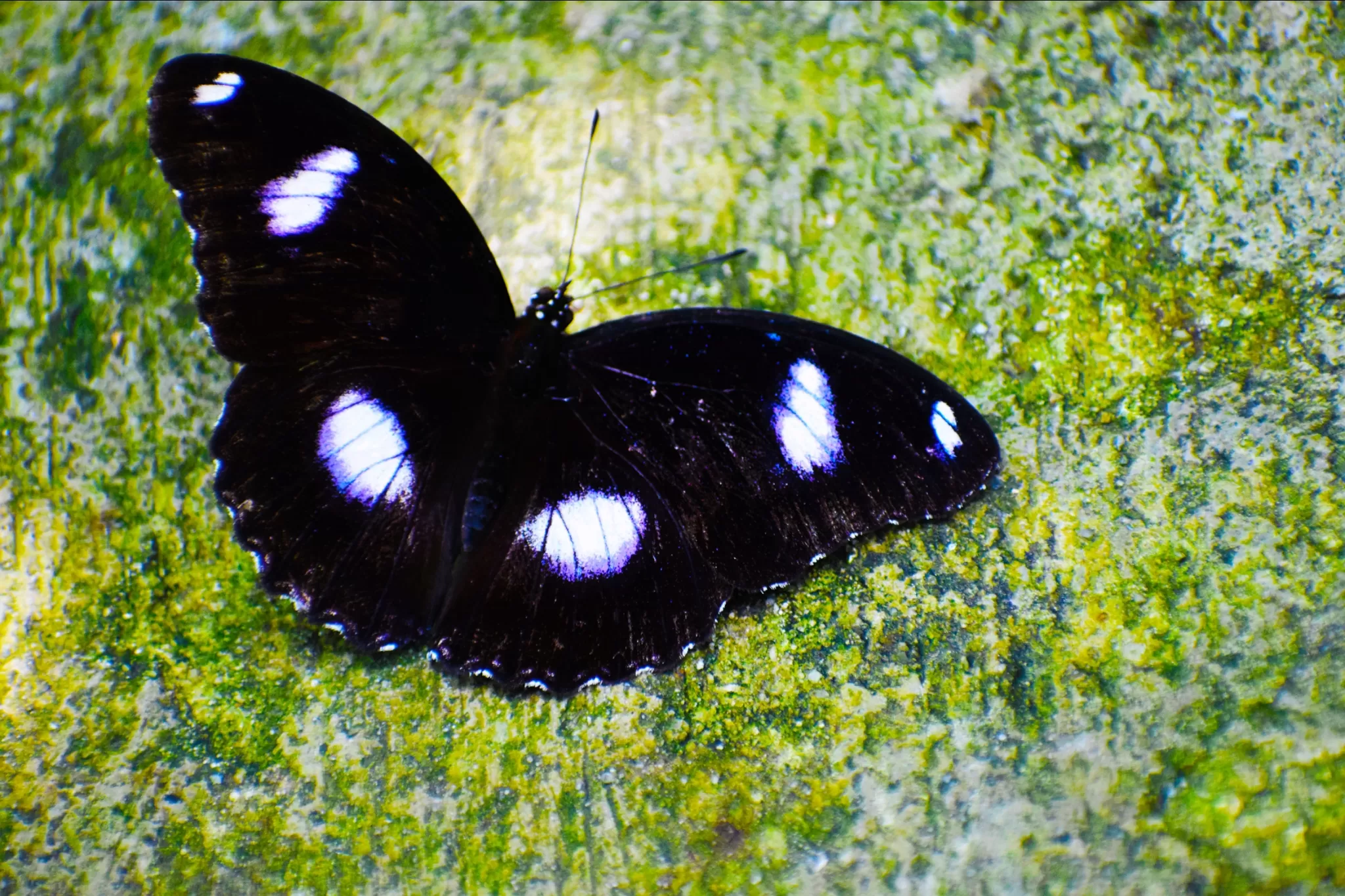 Photo of Kuala Lumpur Butterfly Park, Malaysia