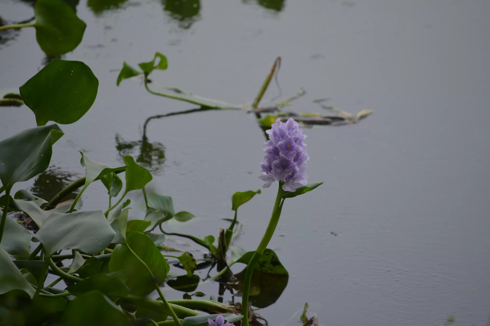 Photo of okhla bird sanctuary, new delhi