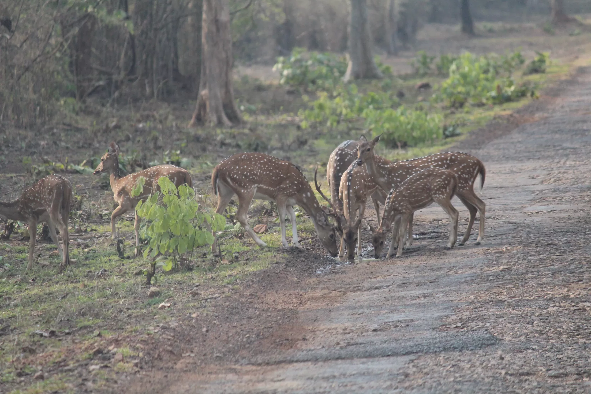 Photo of Tadoba national park, Chandrapur
