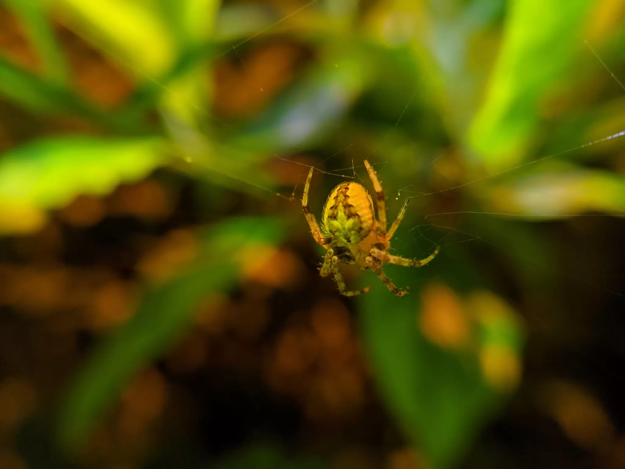 Photo of Fraser Hill, Malaysia