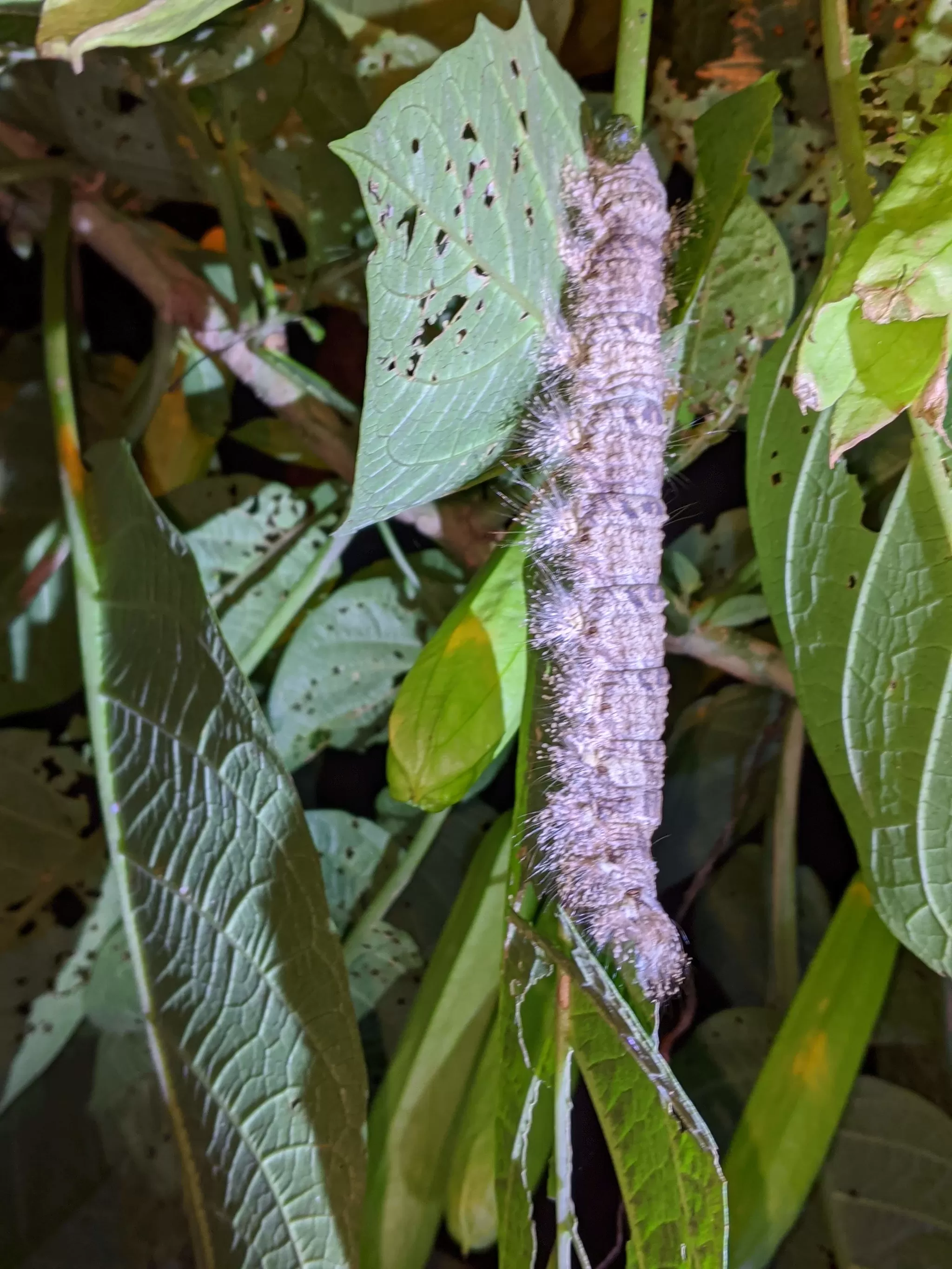 Photo of Fraser Hill, Malaysia
