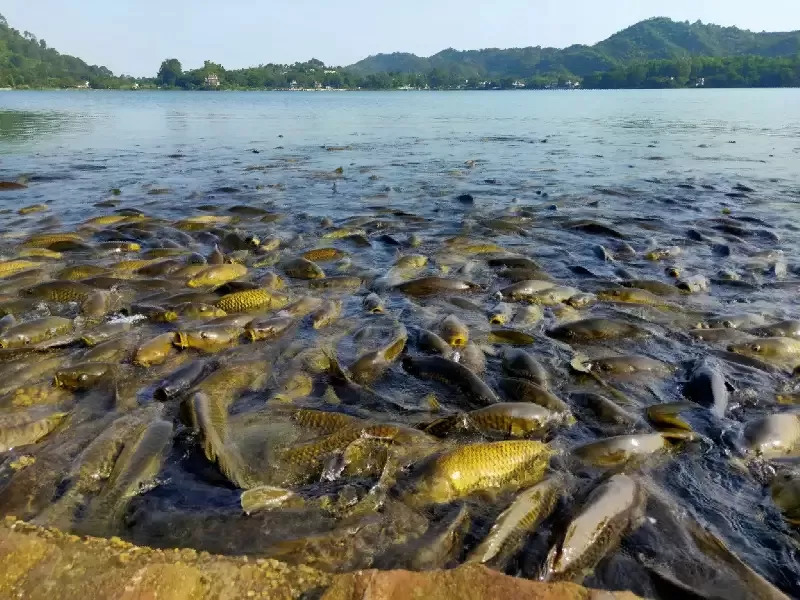 Photo of Mansar Lake, Udhampur