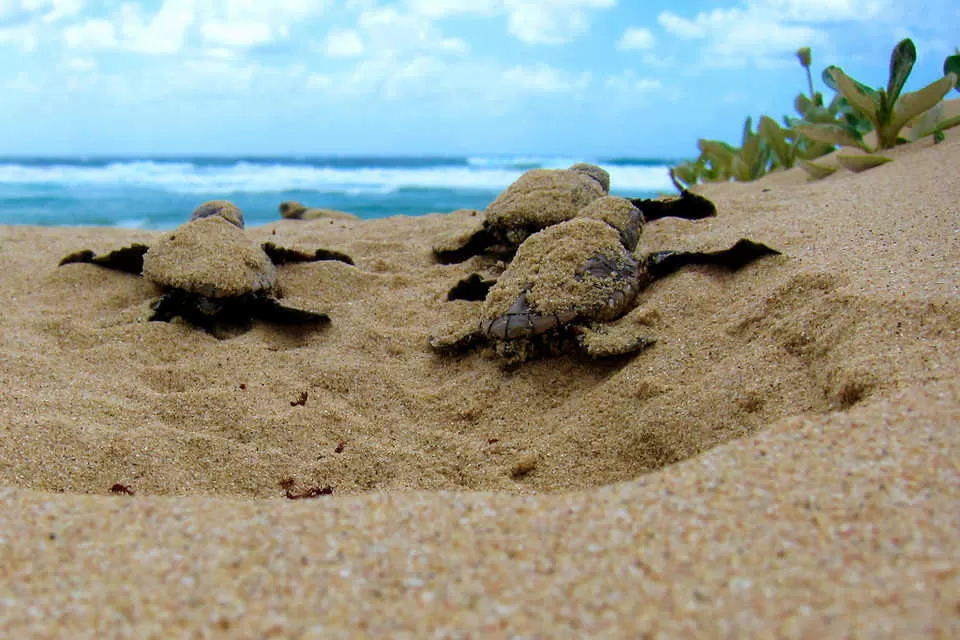Photo of Hikkaduwa Beach, Hikkaduwa