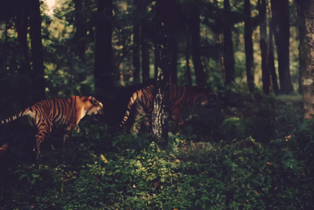 Photo of bhadra wildlife sanctuary, Chikmaglur