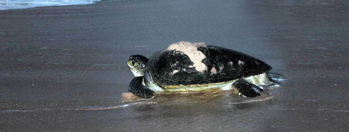 Photo of Ras Al Jinz Turtle Reserve, Oman