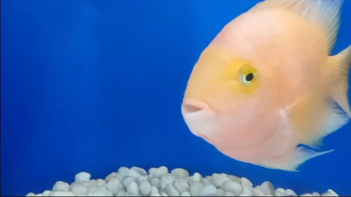 Photo of Kanpur Zoological Park, Kanpur