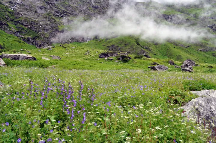 Photo of Valley of Flowers, uttarakhand