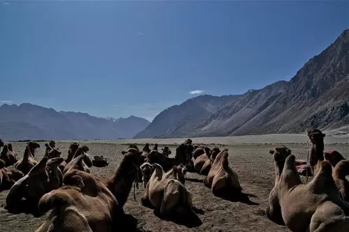 Photo of Nubra Valley, leh ladakh