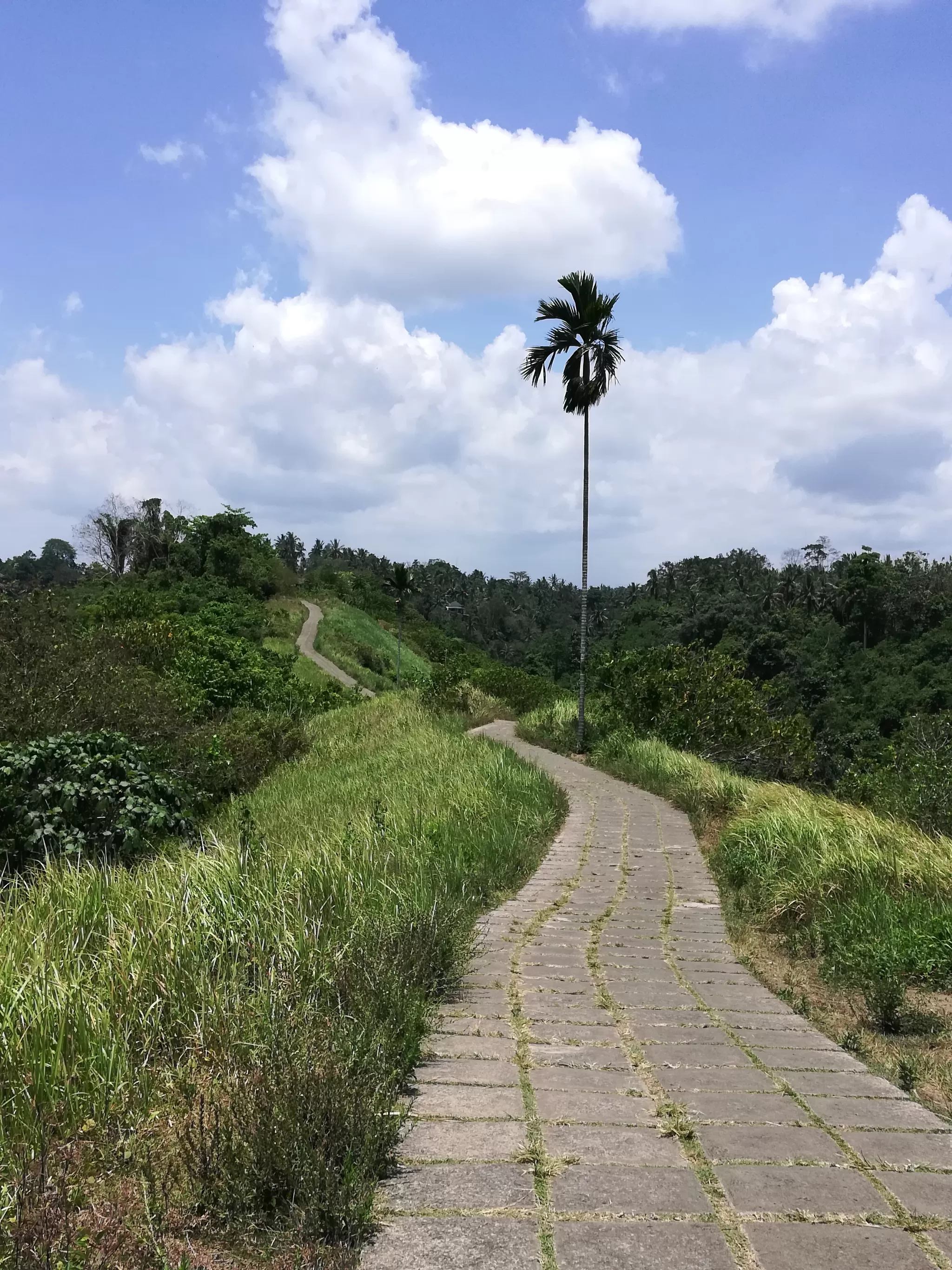Photo of Campuhan Ridge Walk, Bali