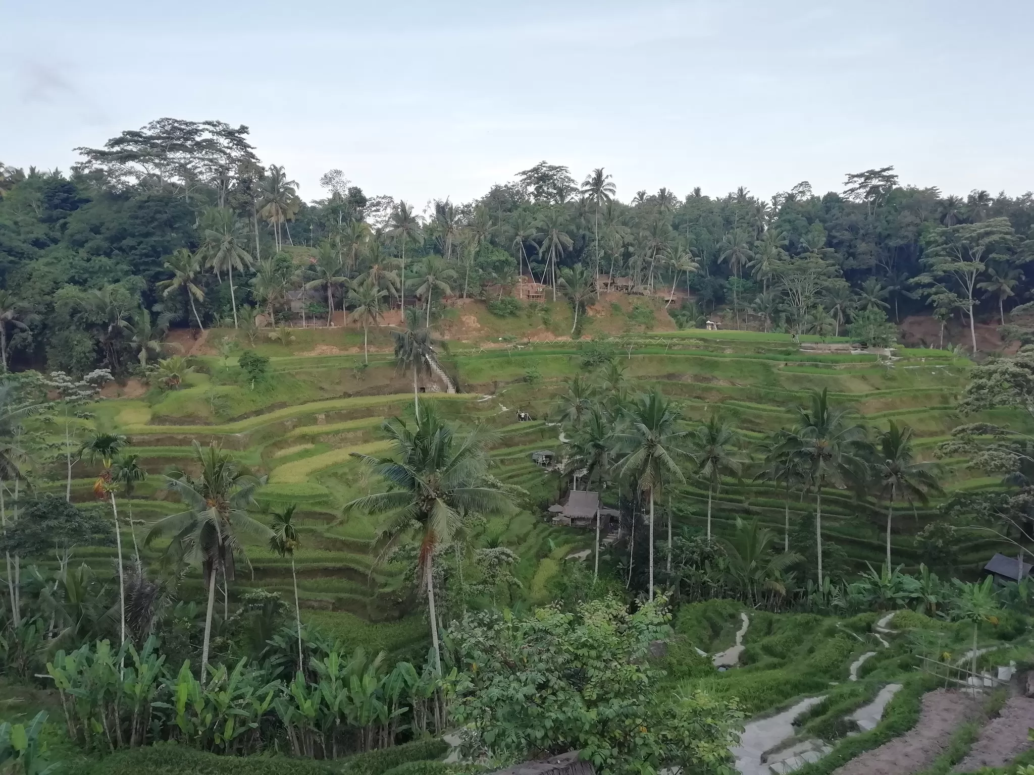 Photo of Tegallalang Rice Terraces, Bali