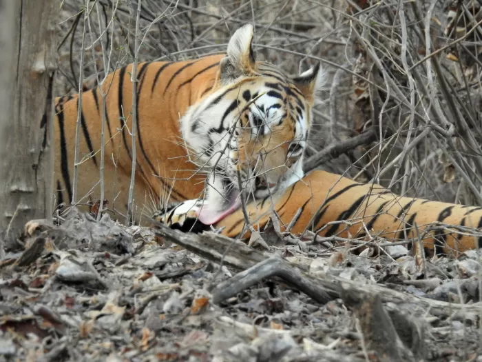 Photo of Pench National Park, Nagpur