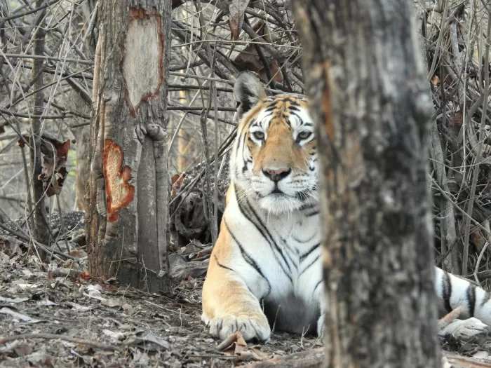 Photo of Pench National Park, Nagpur
