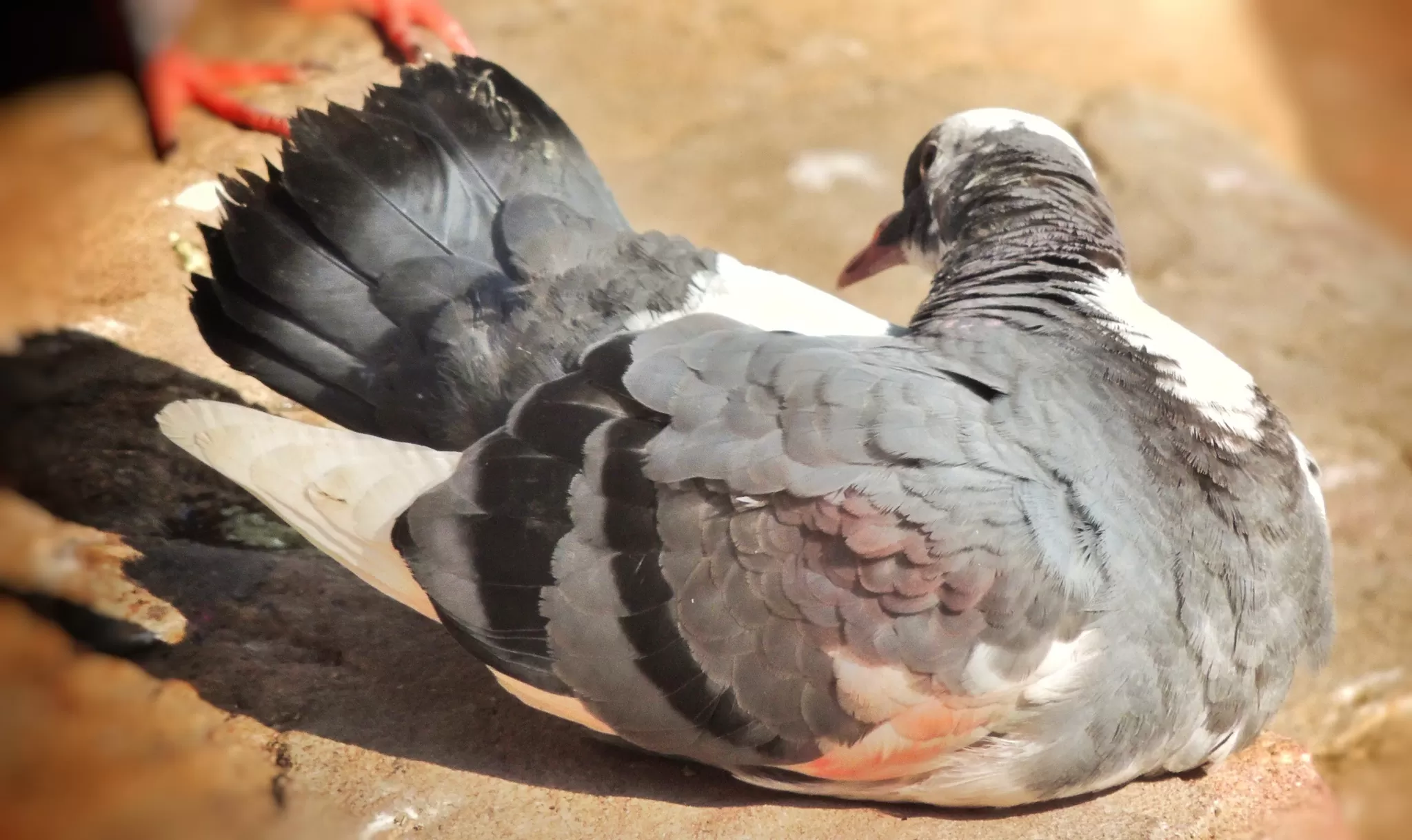 Photo of Kamakhya Temple, Guwahati