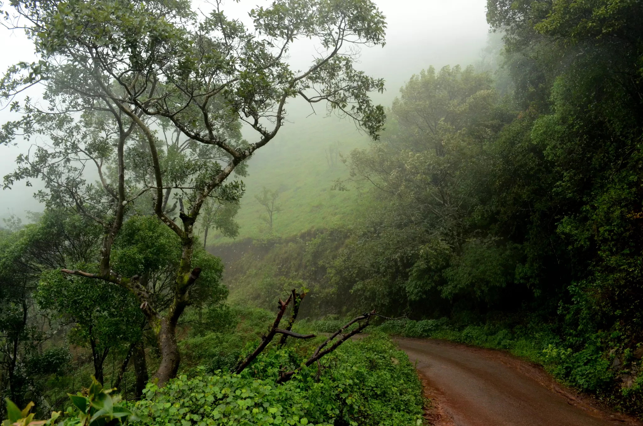 Photo of mullayanagiri, Chikmaglur