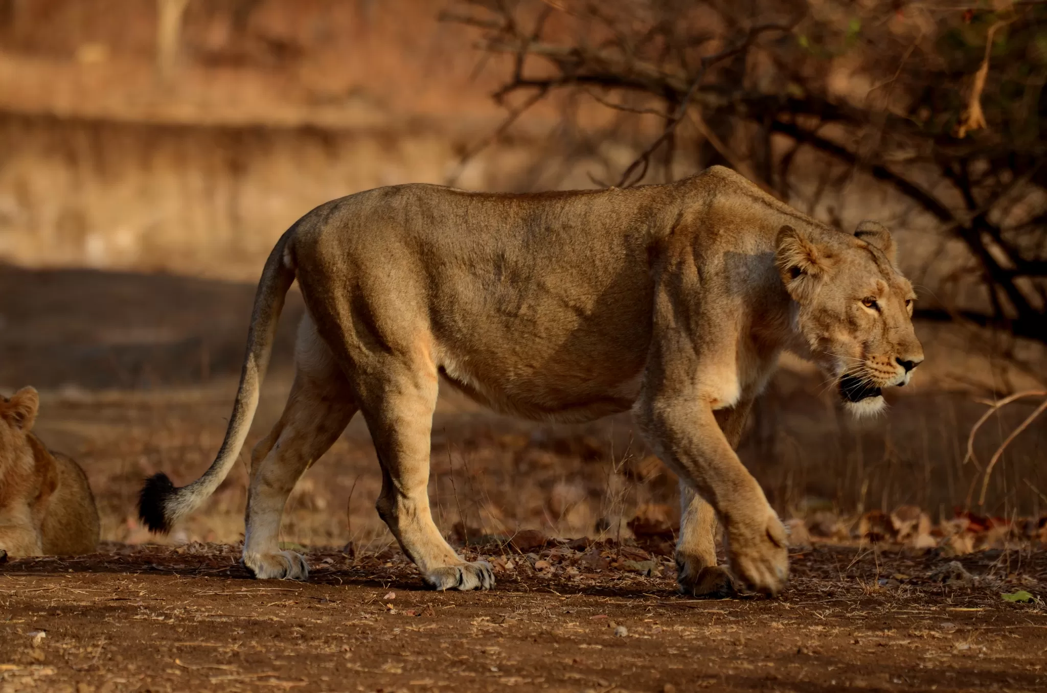 Photo of Gir National Park, Gujarat