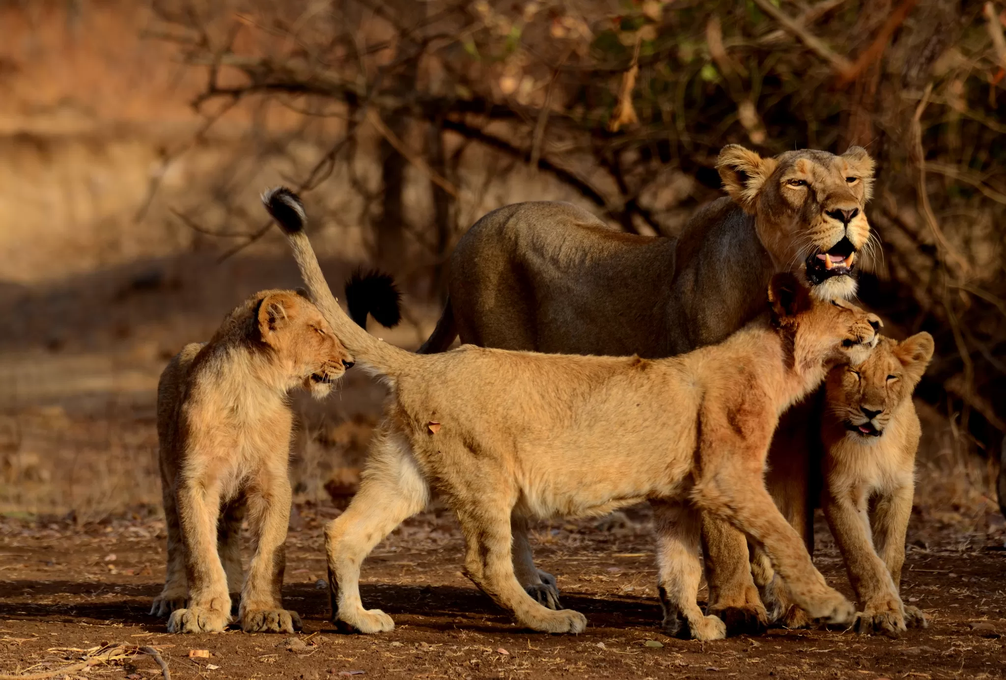 Photo of Gir National Park, Gujarat
