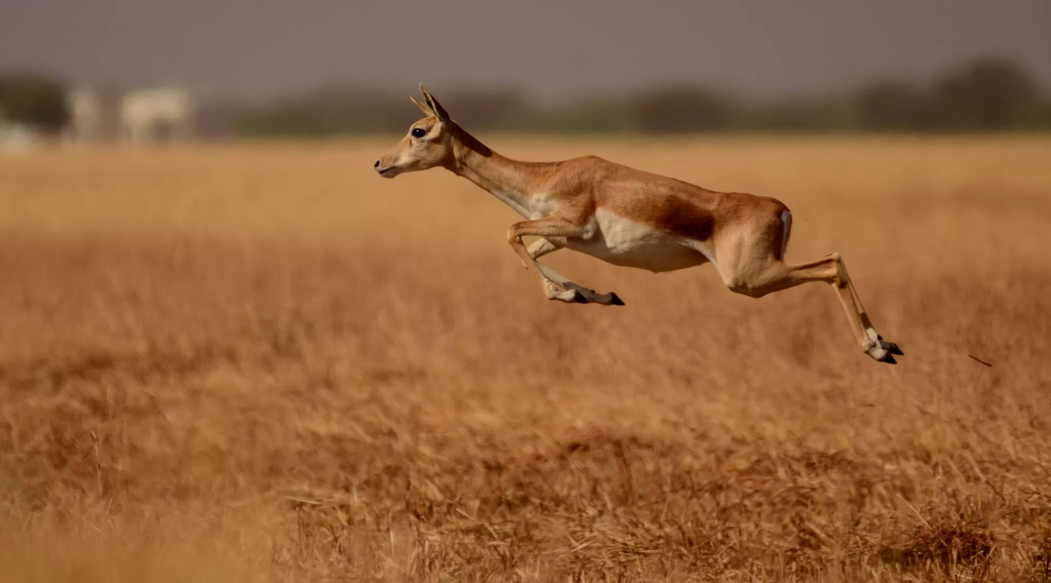 Photo of velavadar blackbuck national park, Gujarat