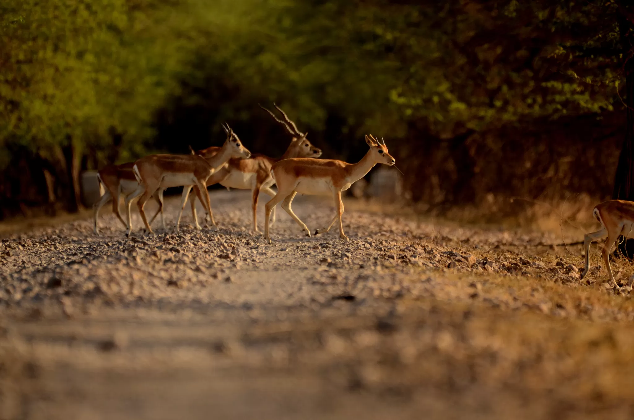 Photo of velavadar blackbuck national park, Gujarat