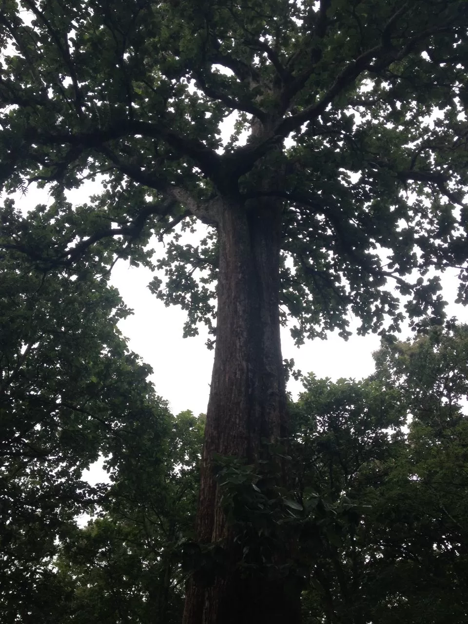 Photo of Parambikulam Wildlife Sanctuary, Kurichi