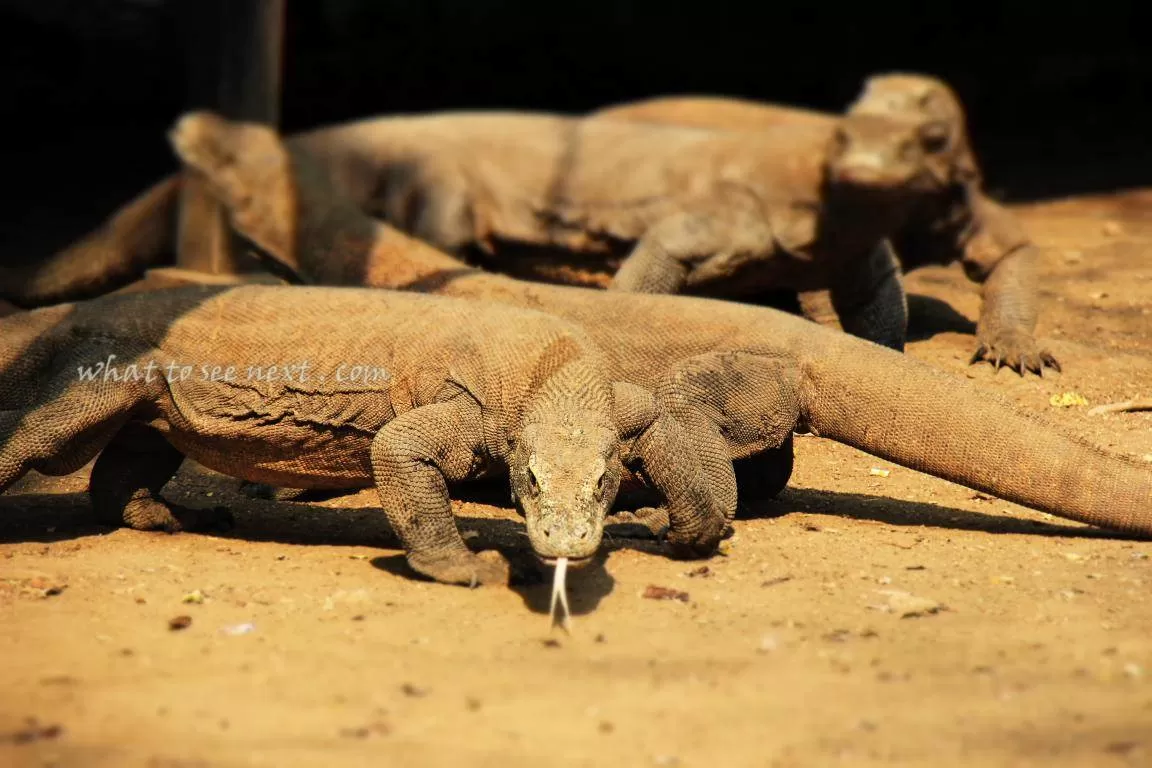 Photo of Komodo Island, Indonesia