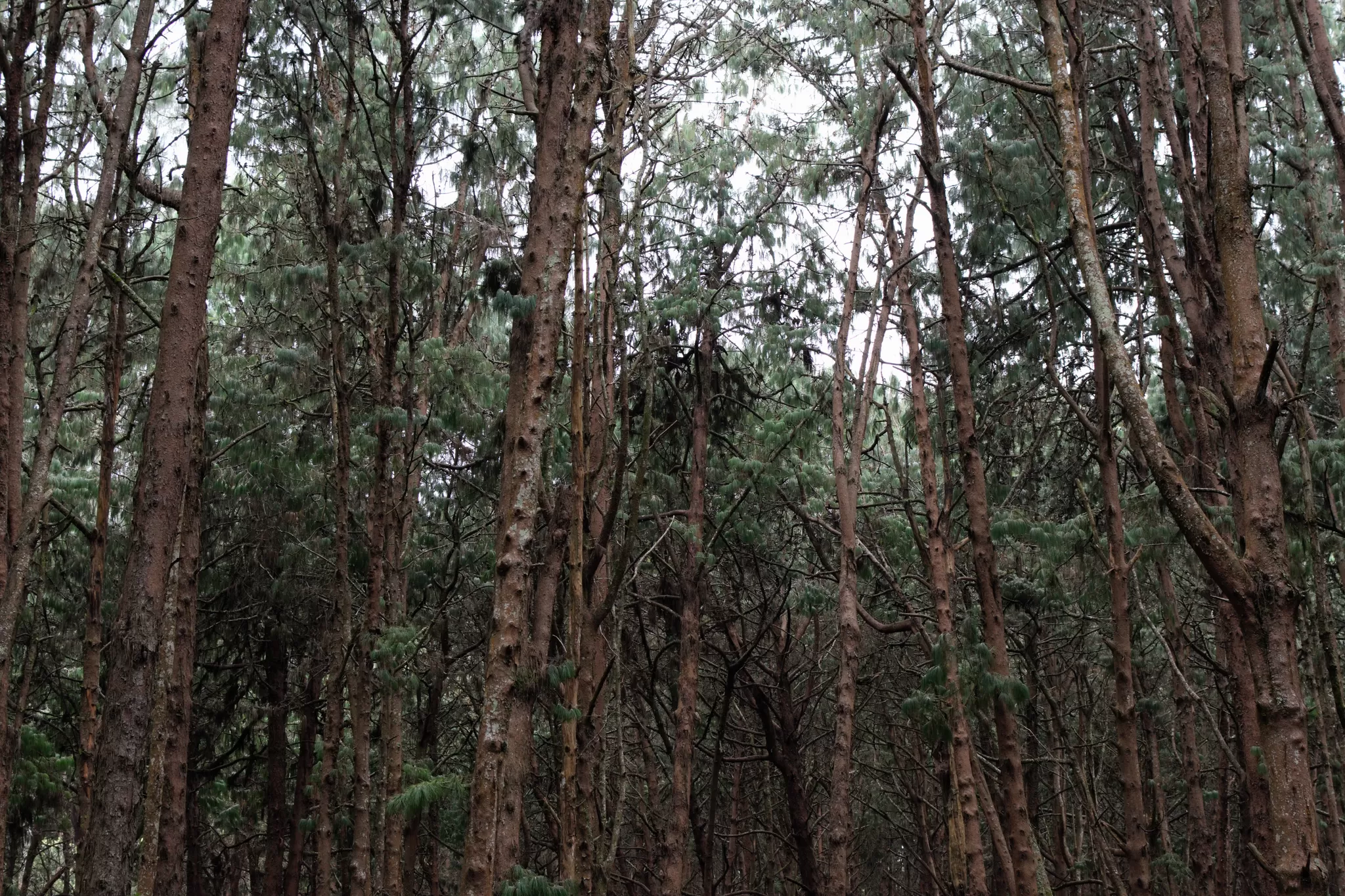 Photo of Pine Forest kodaikanal, Kodaikanal