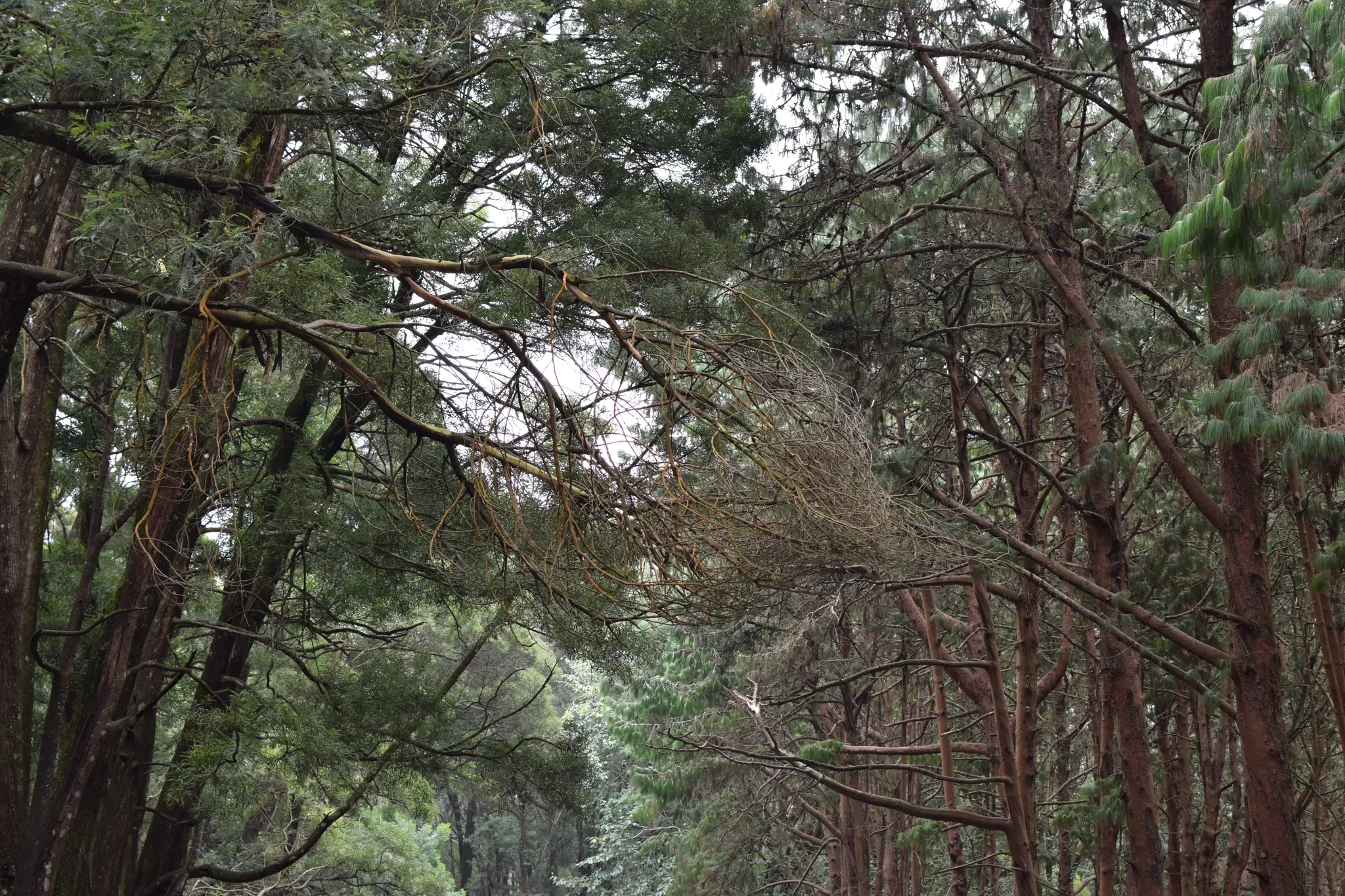 Photo of Pine Forest kodaikanal, Kodaikanal