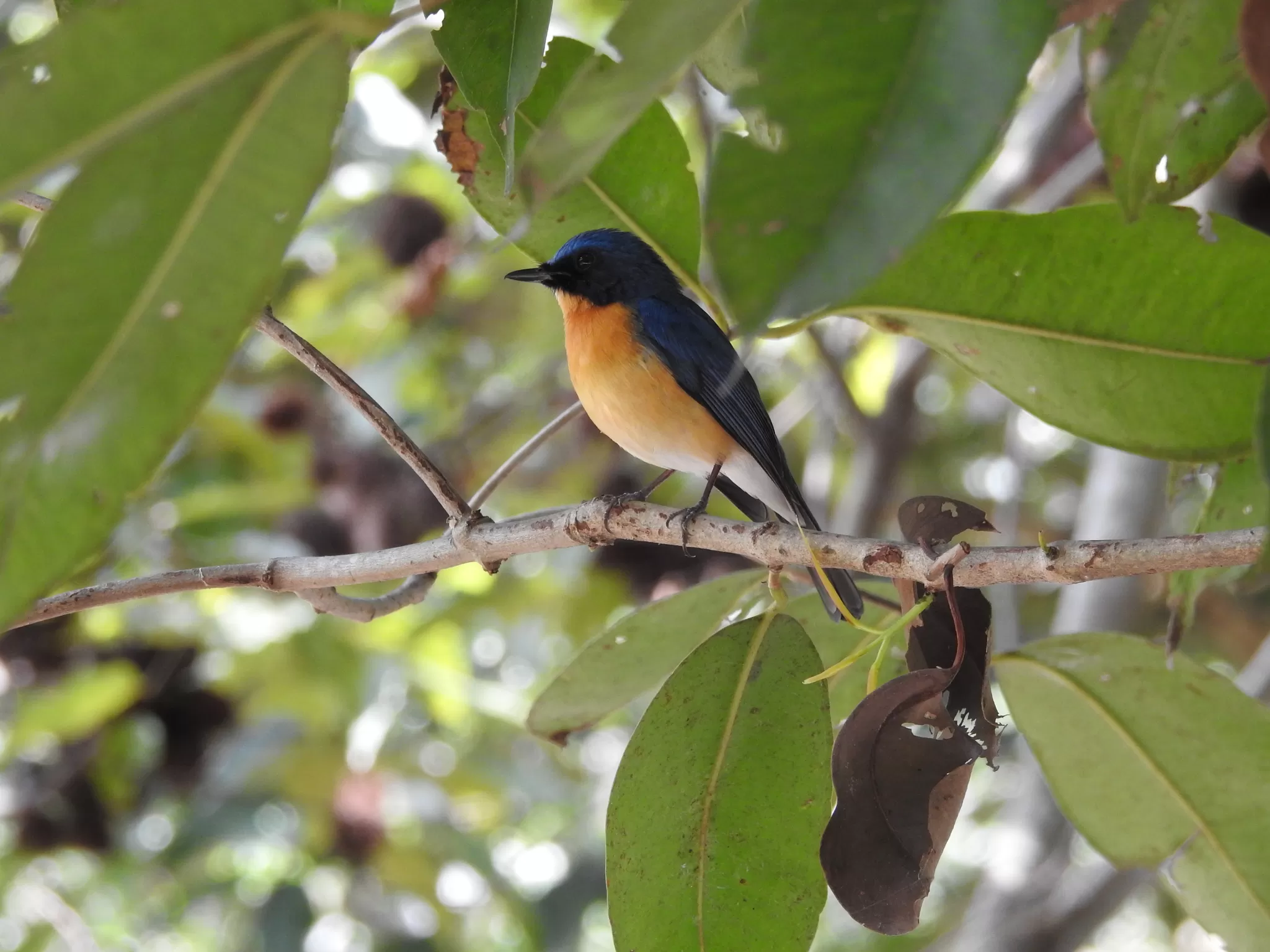 Photo of ranganathittu bird sanctuary, Mysore