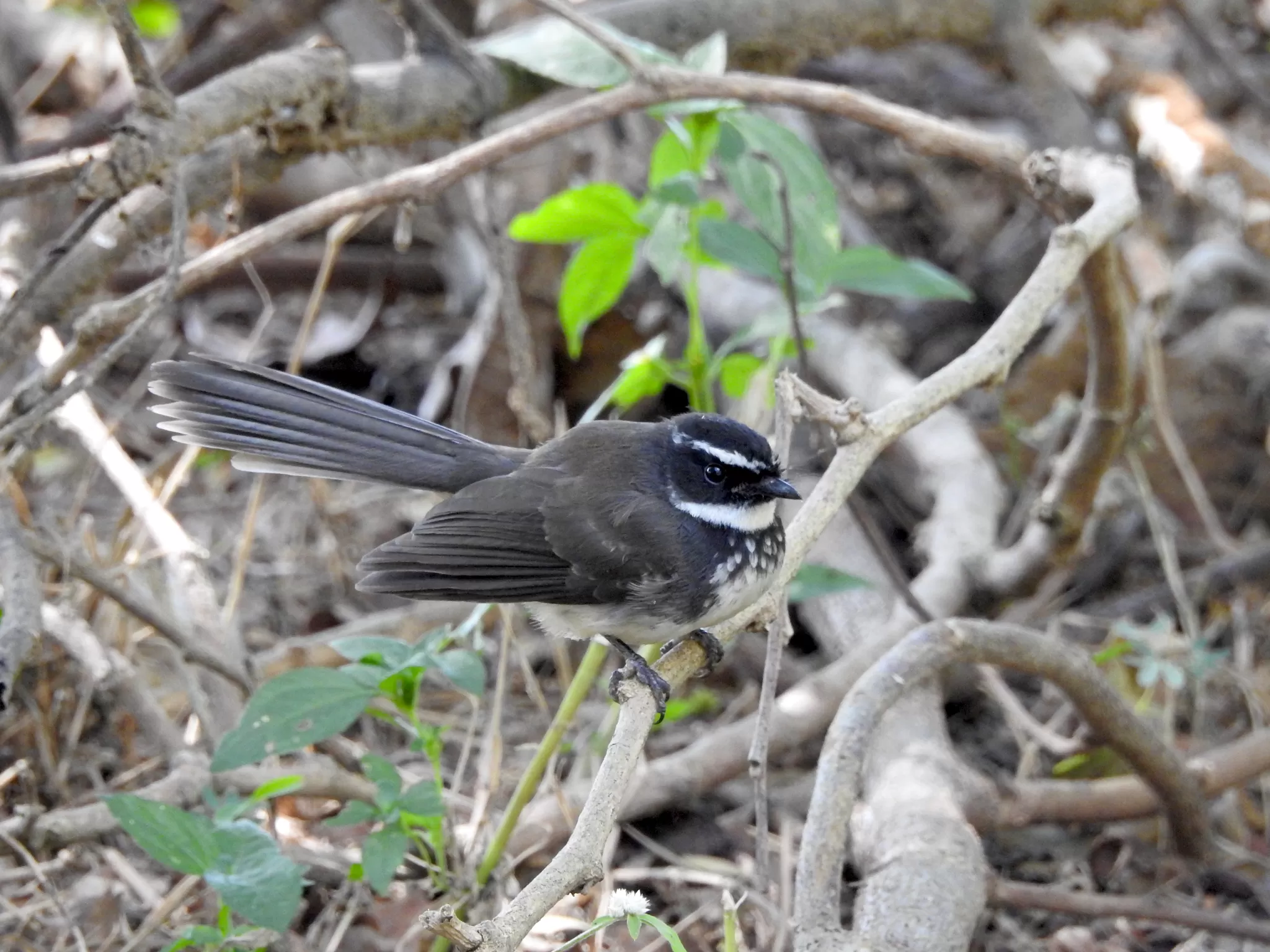 Photo of ranganathittu bird sanctuary, Mysore