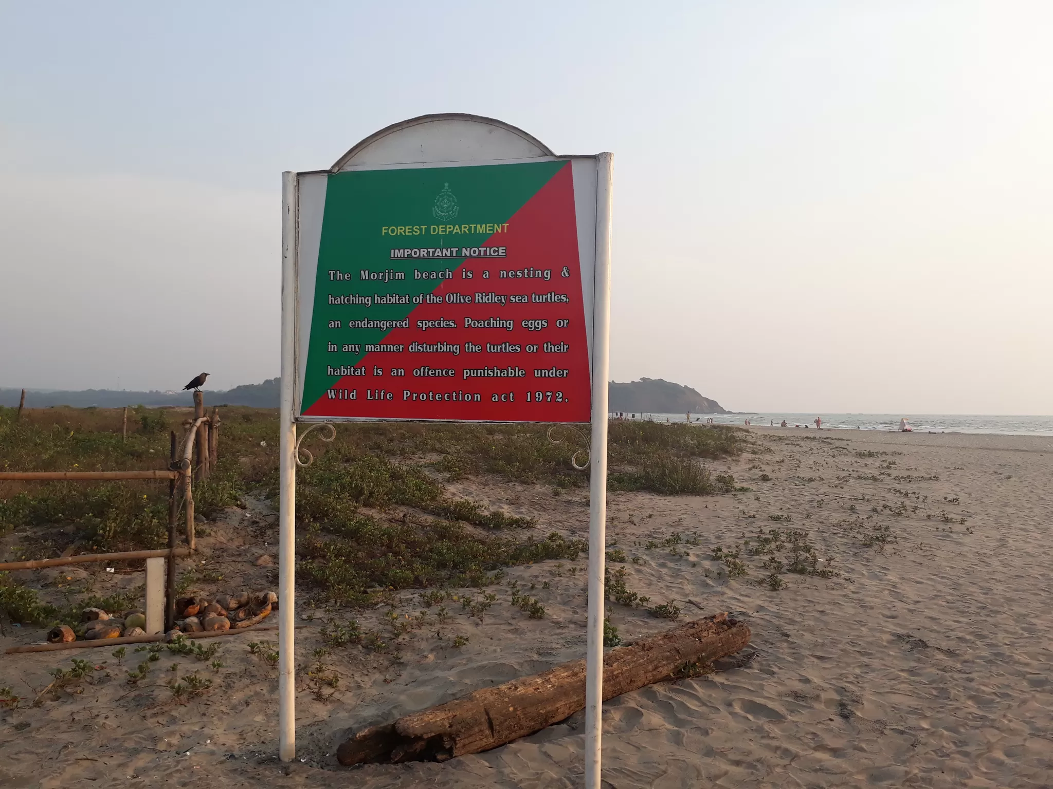 Photo of Morjim Beach, Goa