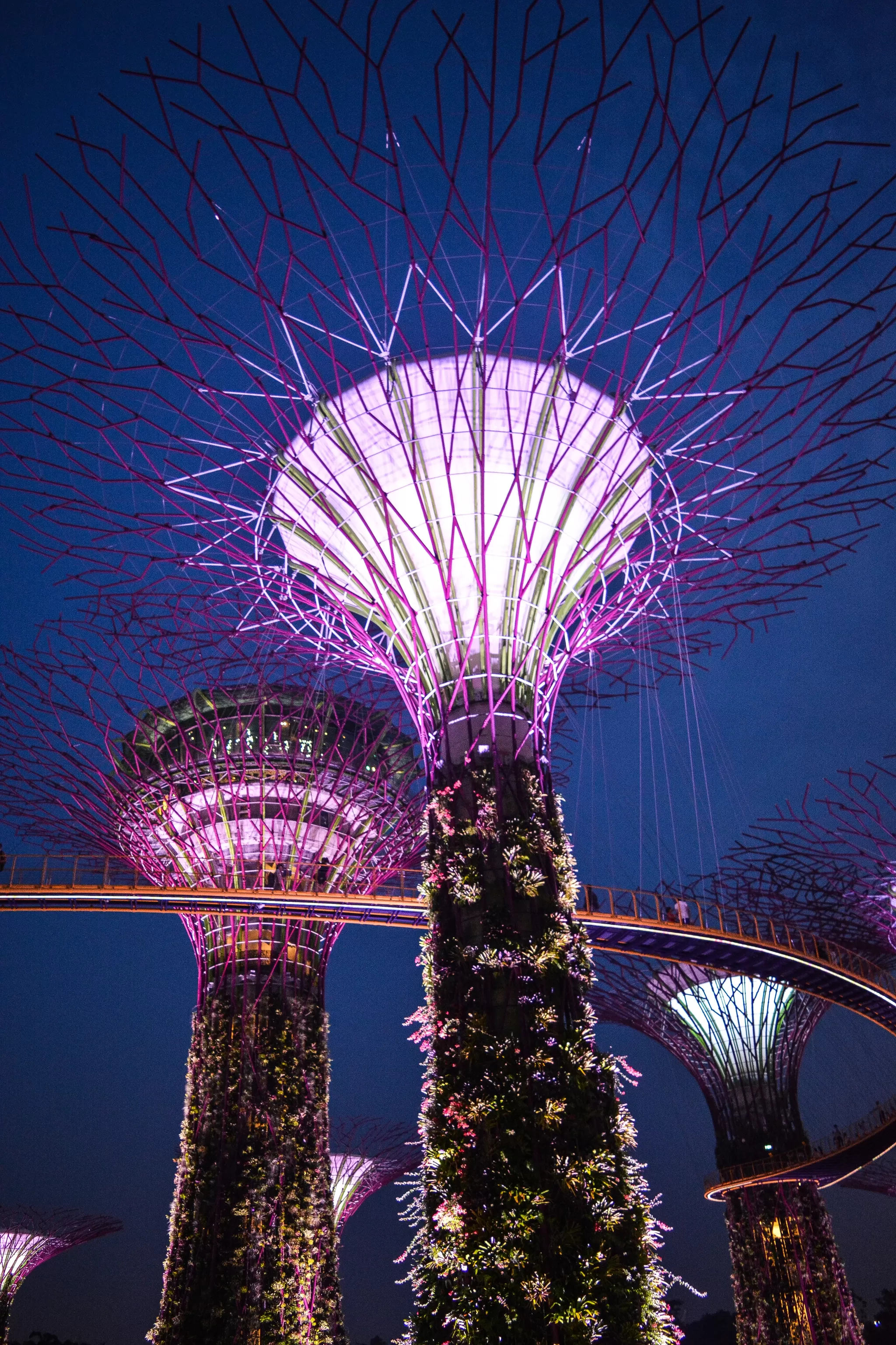 Photo of Supertree Grove, Singapore