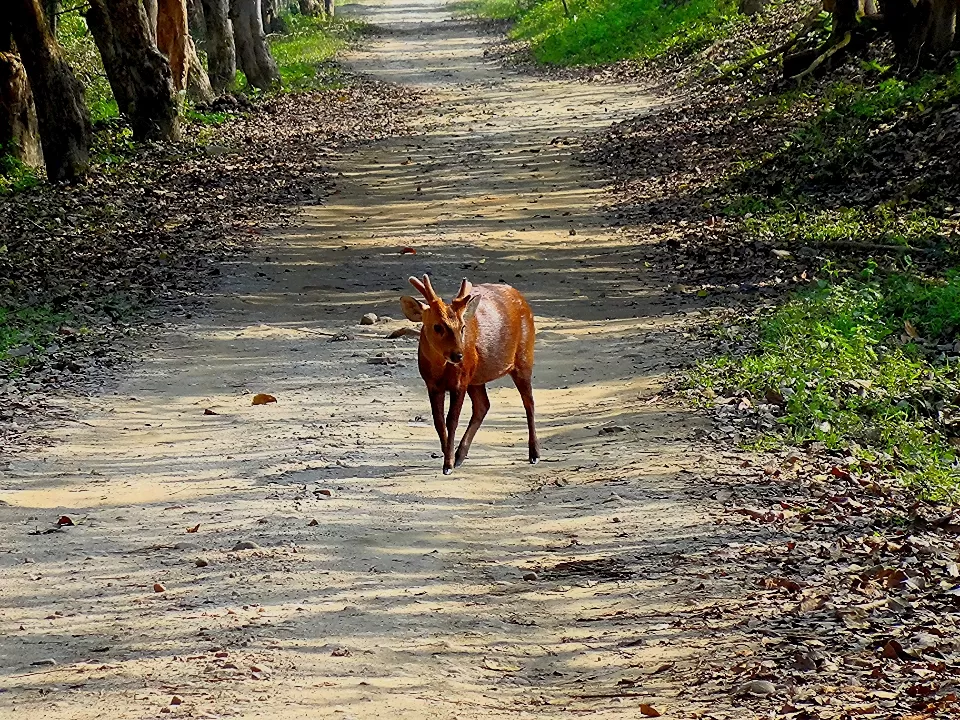 Photo of kanchenjunga national park, Gangtok