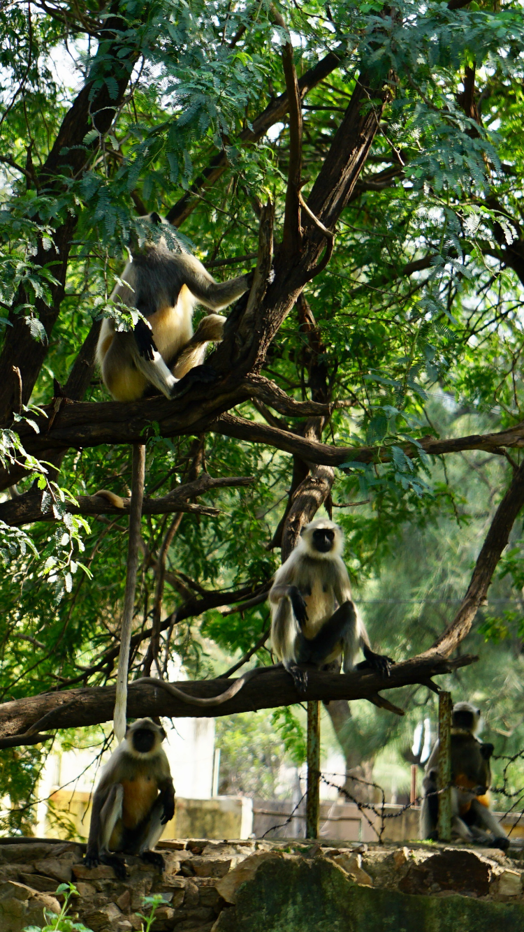 Photo of sariska tiger reserve, Alwar