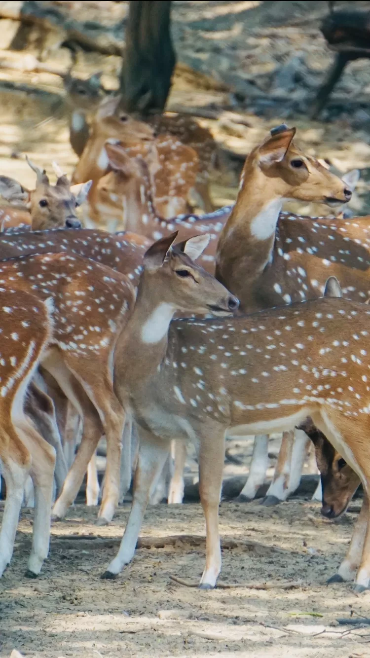 Photo of Deer Park, New Delhi