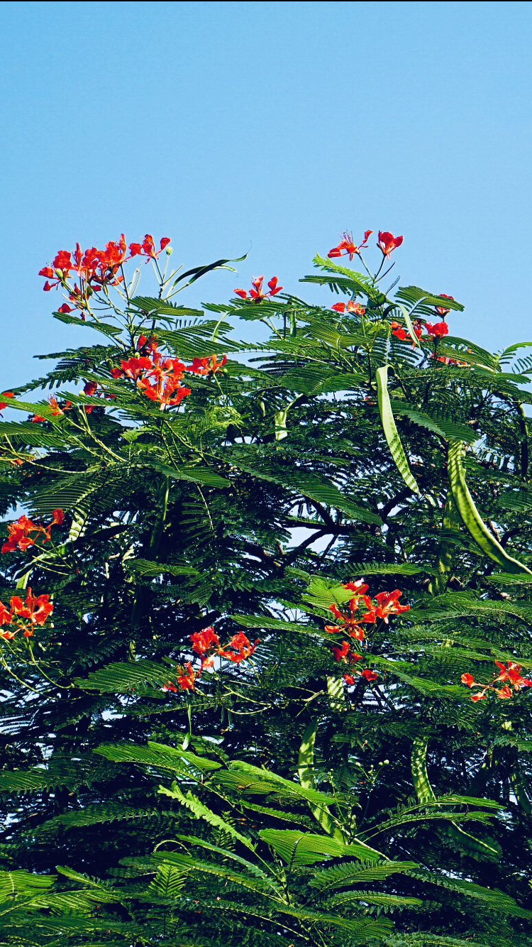 Photo of Deer Park, New Delhi