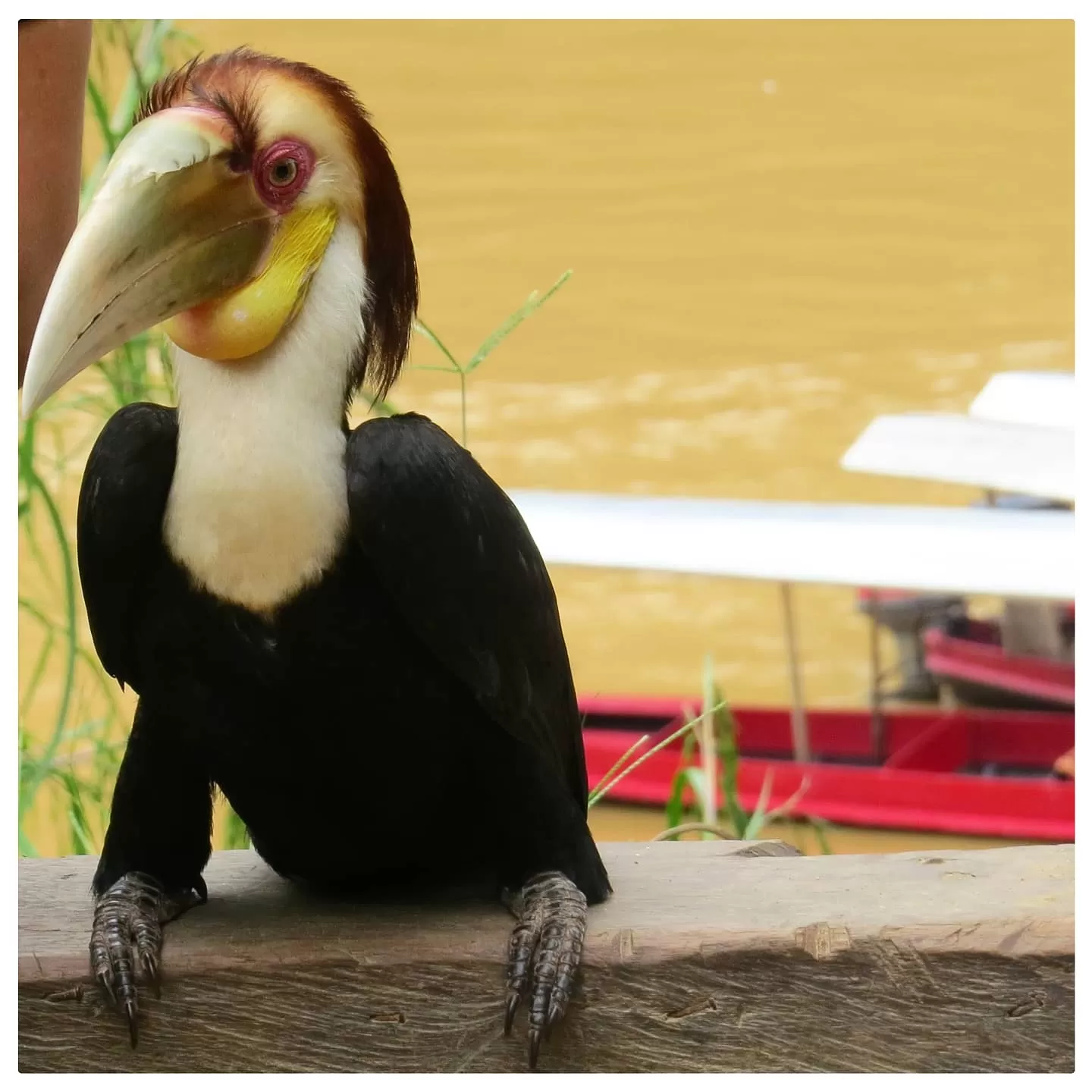 Photo of Taman Negara, Malaysia