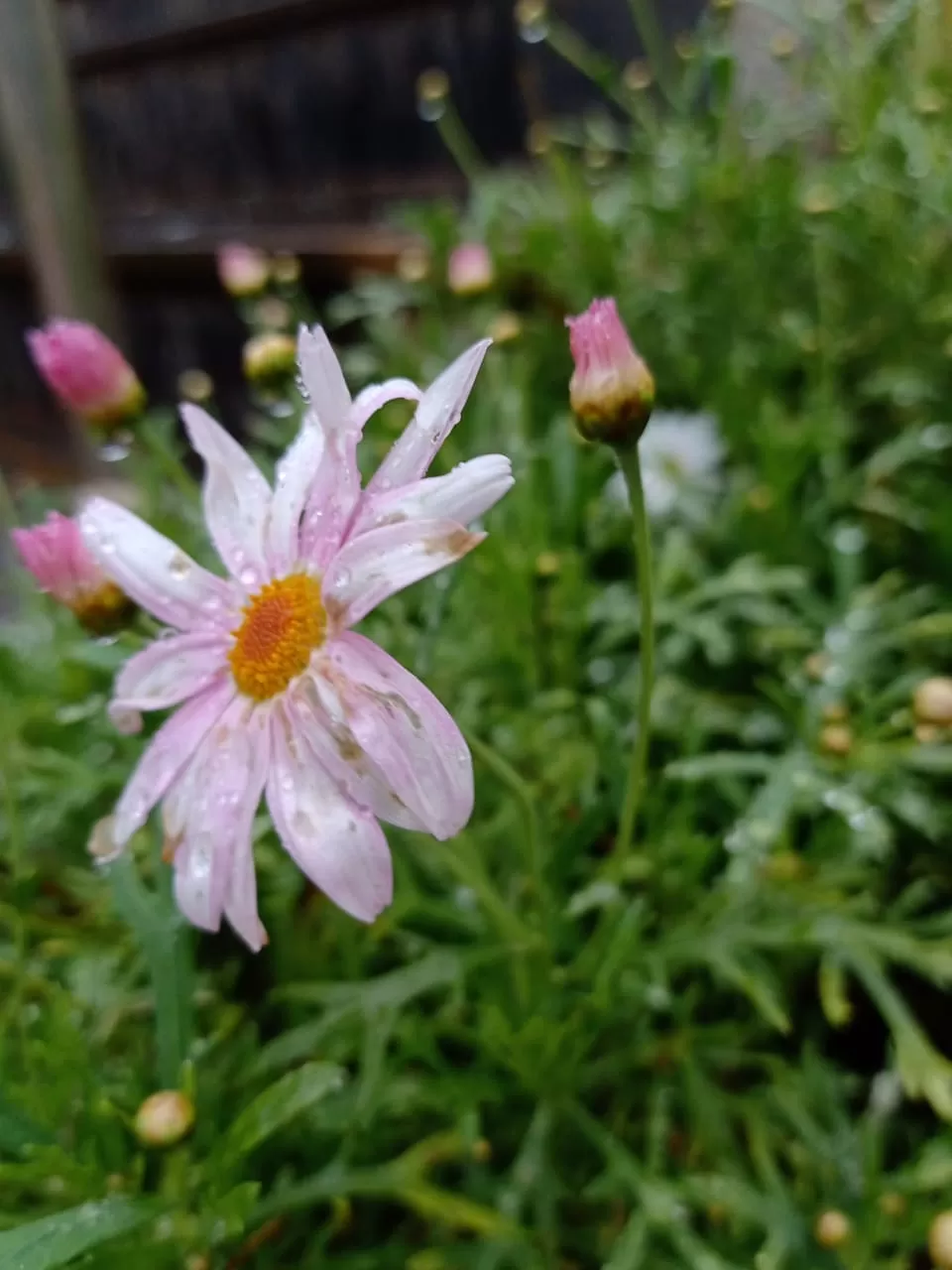 Photo of ooty rose garden, Ooty