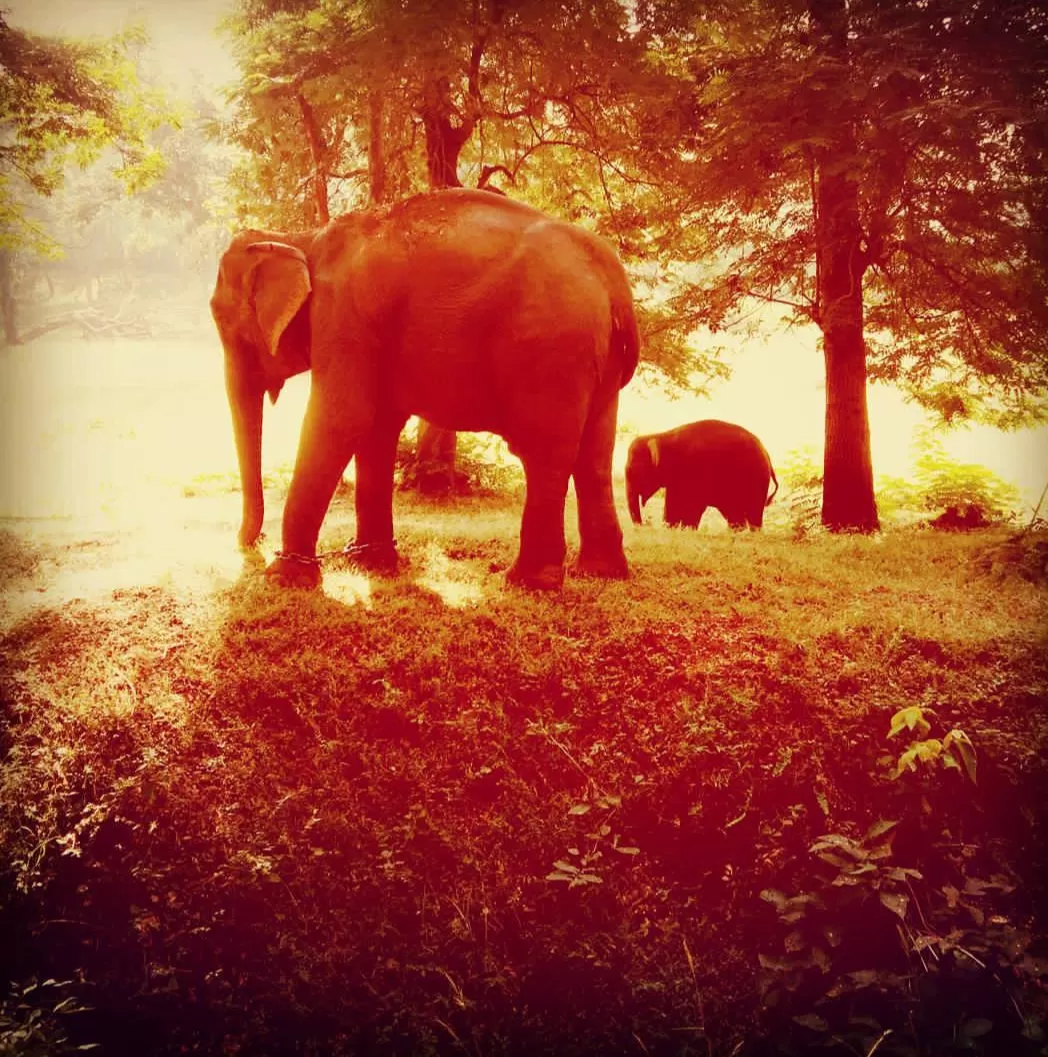Photo of betla national park, netarhat