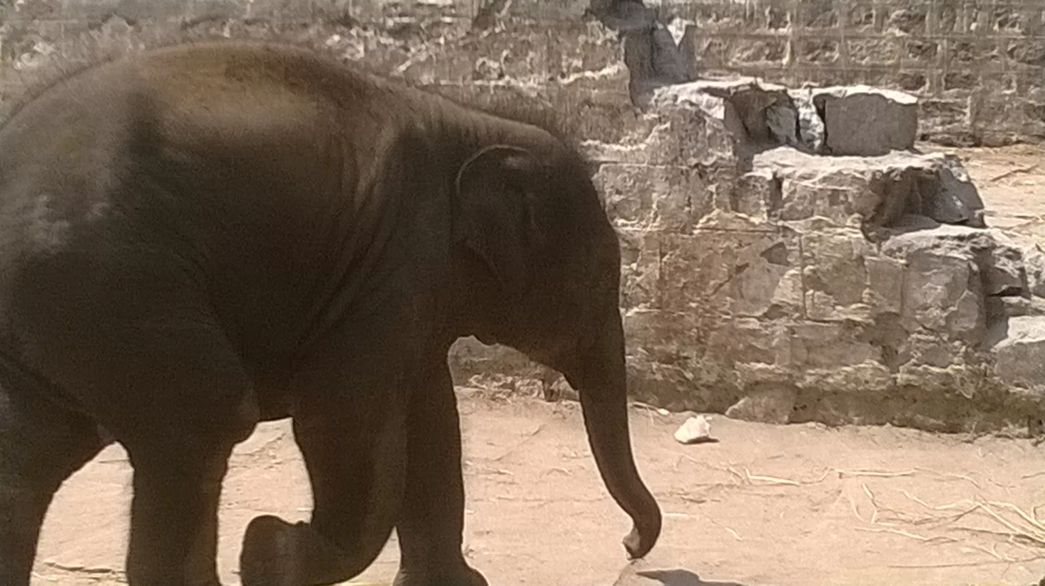 Photo of dubare elephant camp, Coorg