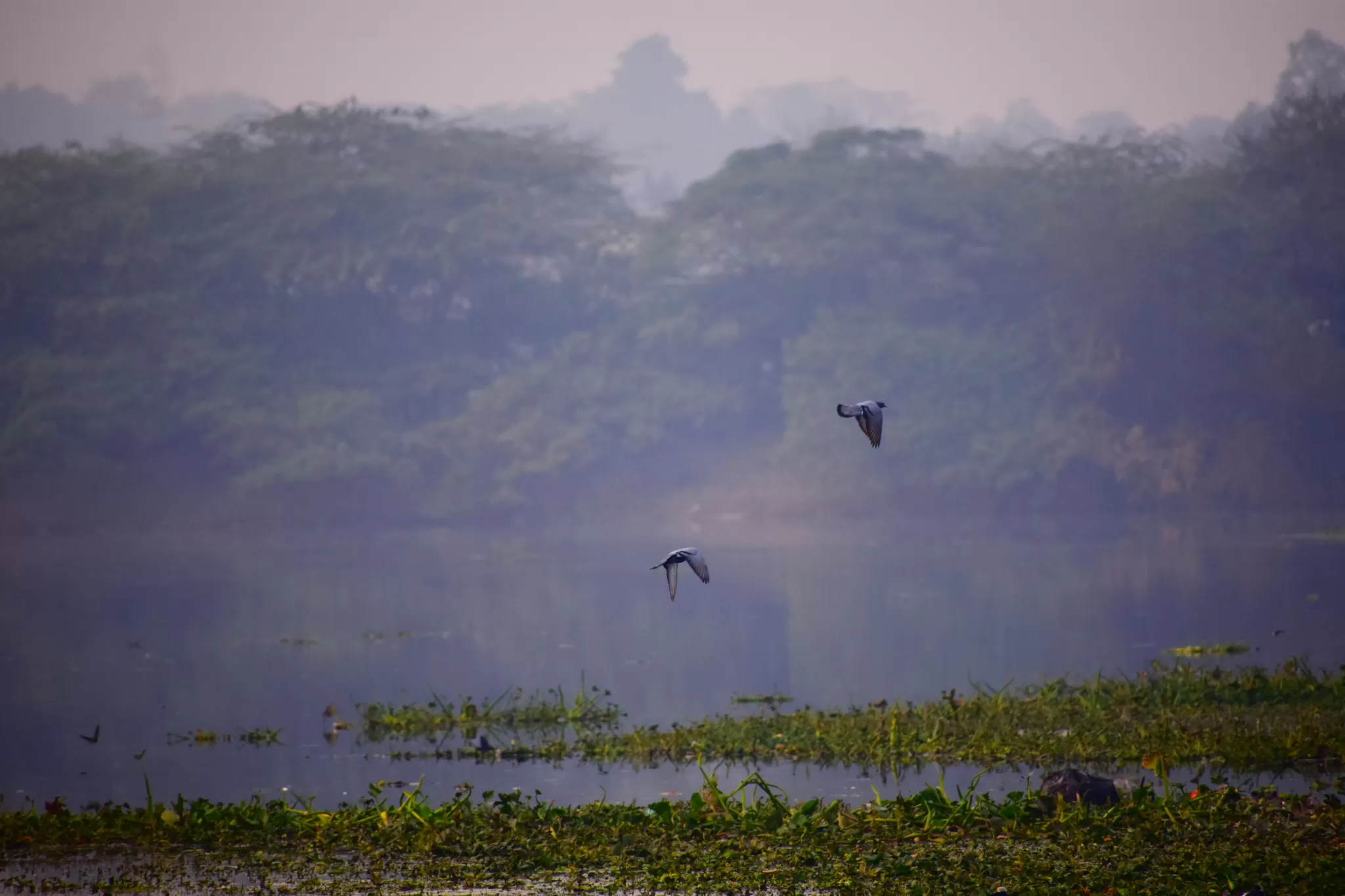 Photo of okhla bird sanctuary, new delhi