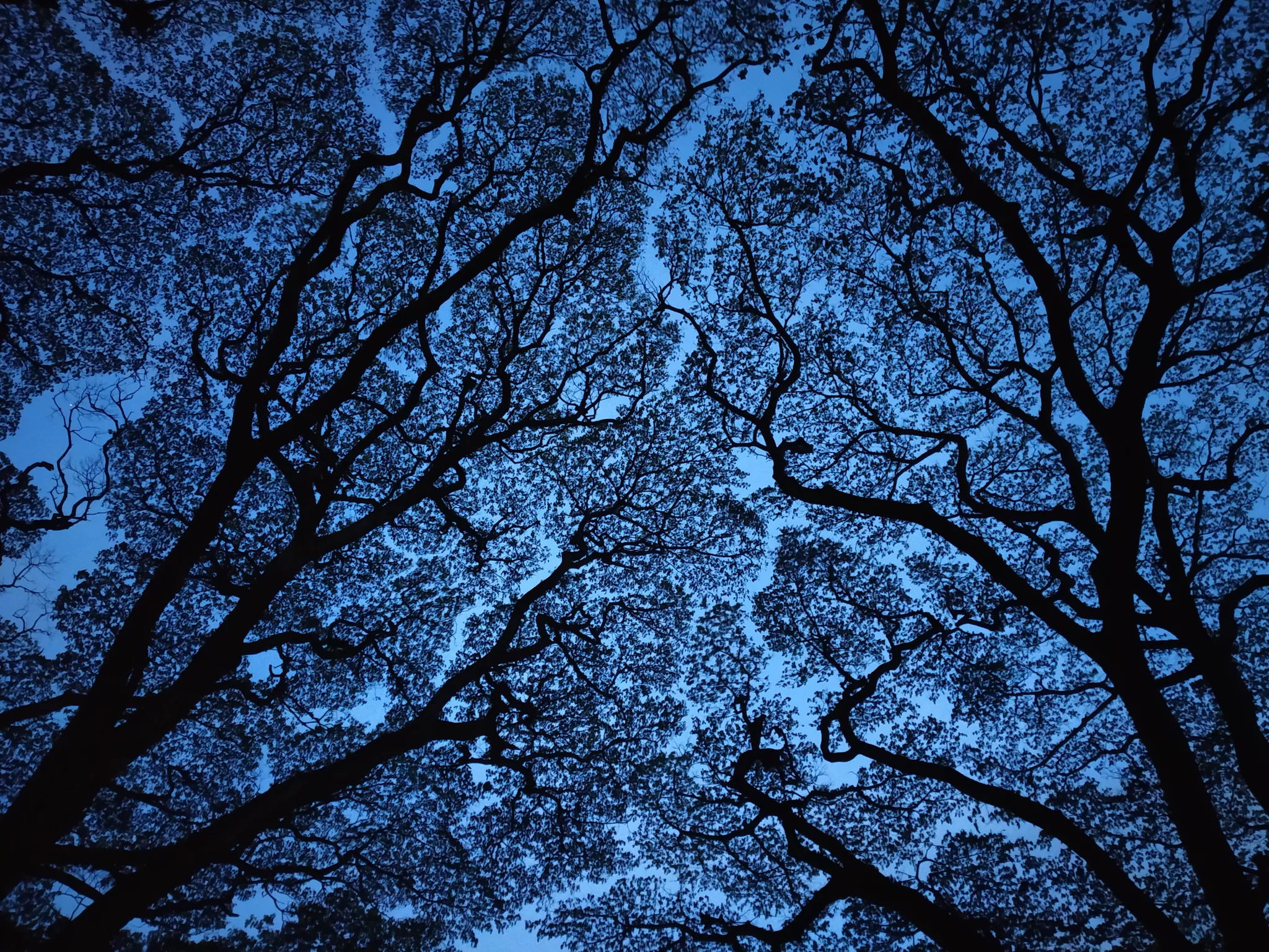 Photo of cubbon park, Bangalore