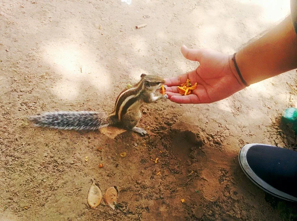 Photo of keoladeo national park, Bharatpur