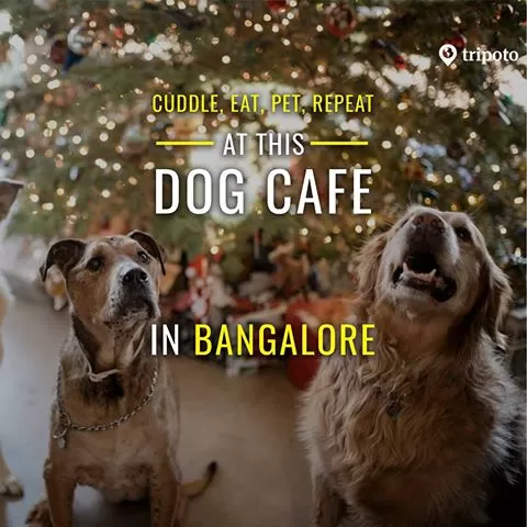 Photo of Take Your Furry