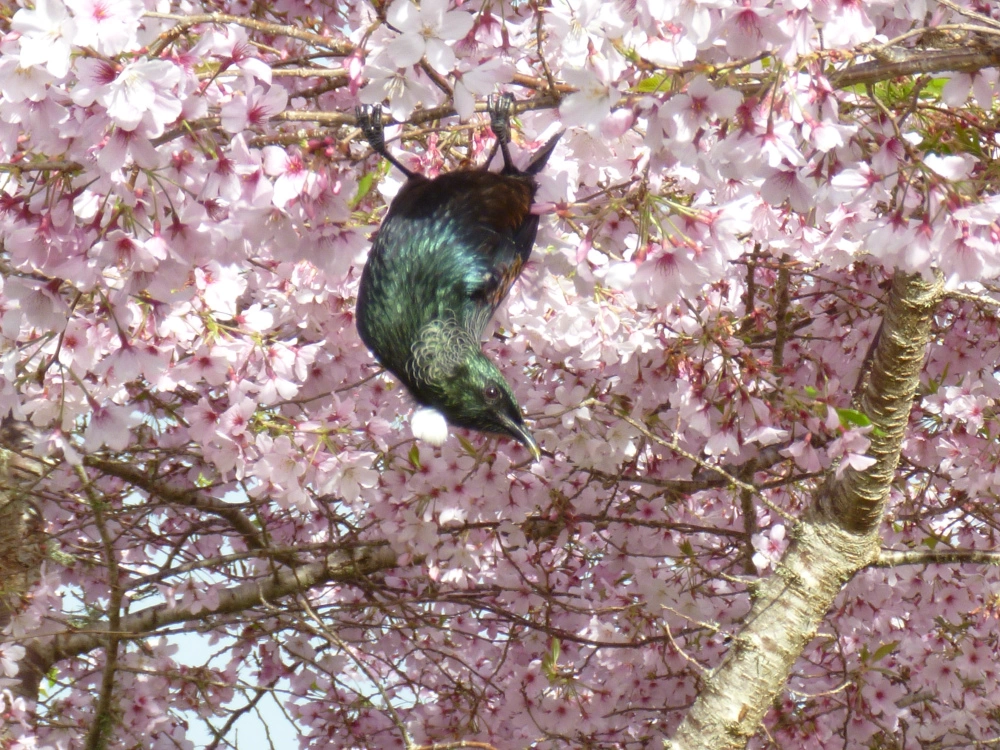 Photo of Auckland Botanic Gardens Hill Road